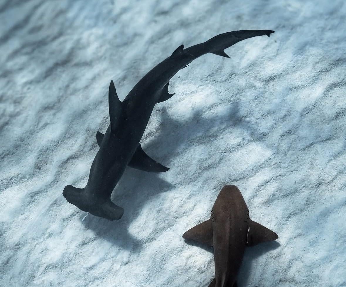 Photo of the tattoo titled Missing Fin on Hammerhead Shark Tattoo