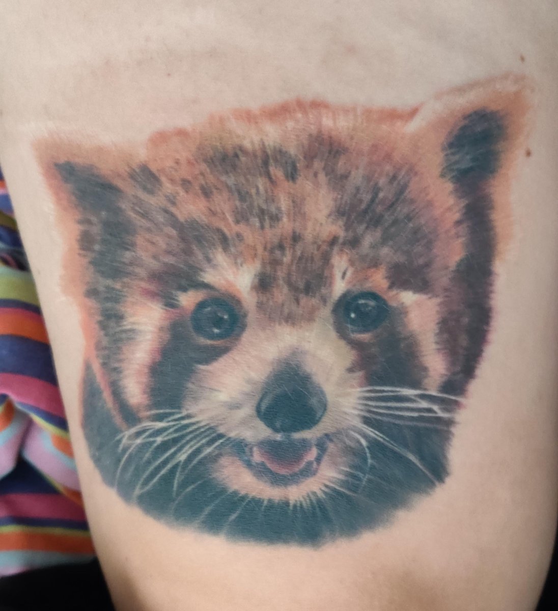 Photo of the tattoo titled Healed Red Panda Portrait